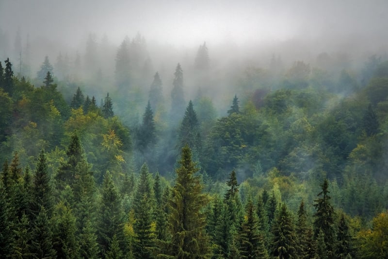 Enchanted Forest